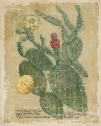 Picture of CACTUS VARIETIES II