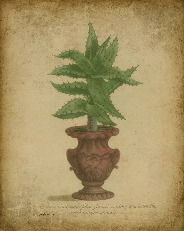 Picture of ALOE IN TALL URN