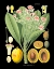 Picture of EXOTIC SPECIES III