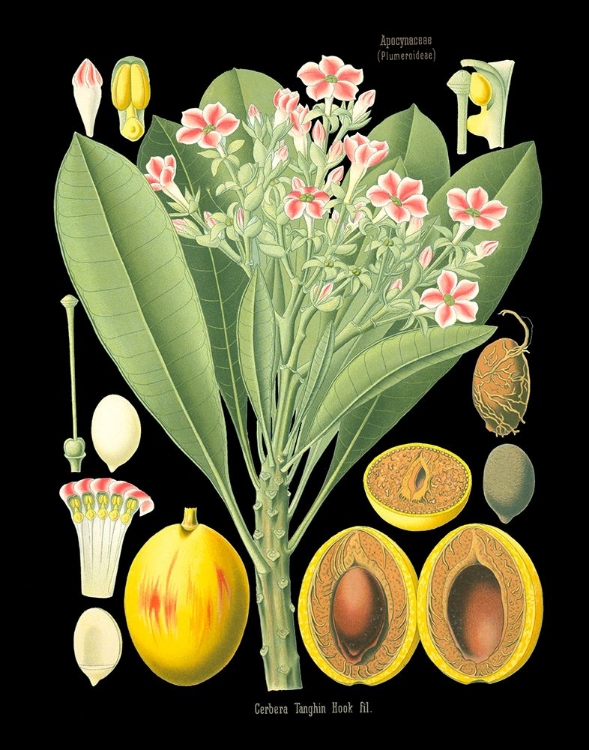 Picture of EXOTIC SPECIES III