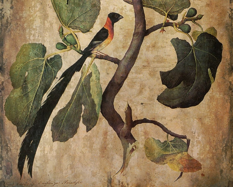 Picture of FIG TREE WITH BIRD I