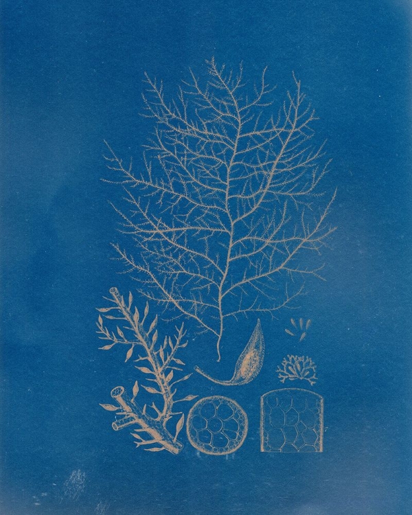 Picture of SEA LIFE I