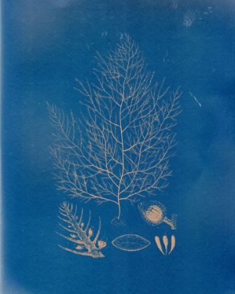 Picture of SEA LIFE II