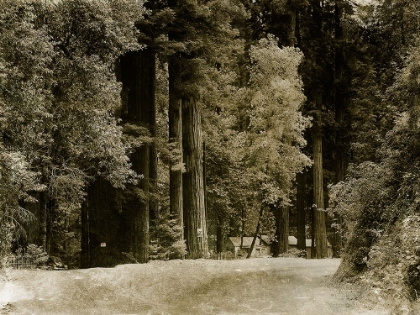Picture of FOREST I