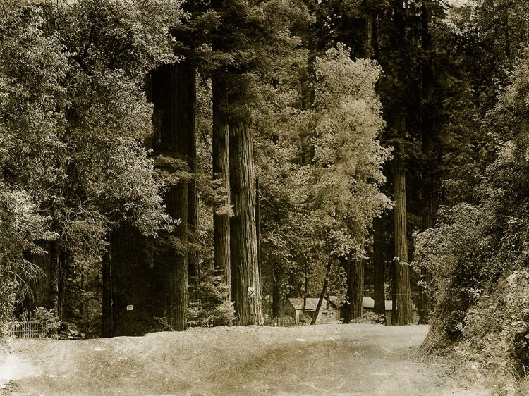 Picture of FOREST I