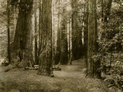 Picture of FOREST II