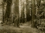 Picture of FOREST II