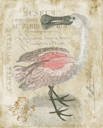 Picture of SPOONBILL