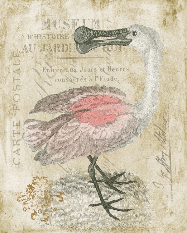 Picture of SPOONBILL
