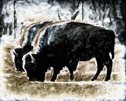 Picture of BISON GRAZING