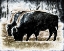 Picture of BISON GRAZING