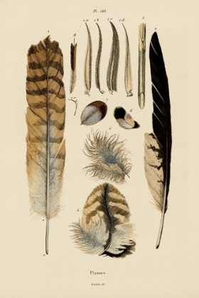 Picture of FEATHERS