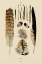 Picture of FEATHERS