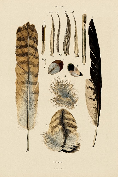 Picture of FEATHERS