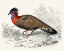 Picture of EXOTIC PHEASANT II