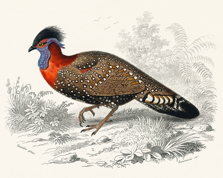 Picture of EXOTIC PHEASANT II