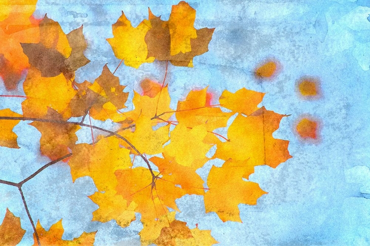 Picture of LEAVES