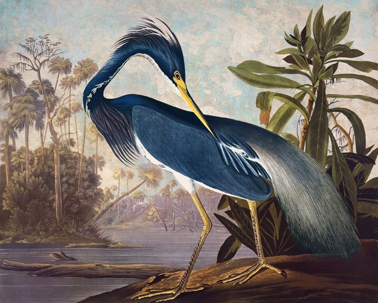 Picture of BLUE HERON