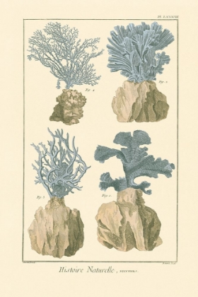 Picture of HISTOIRE NATURELLE CORAL I