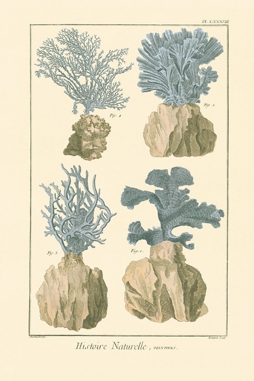 Picture of HISTOIRE NATURELLE CORAL I