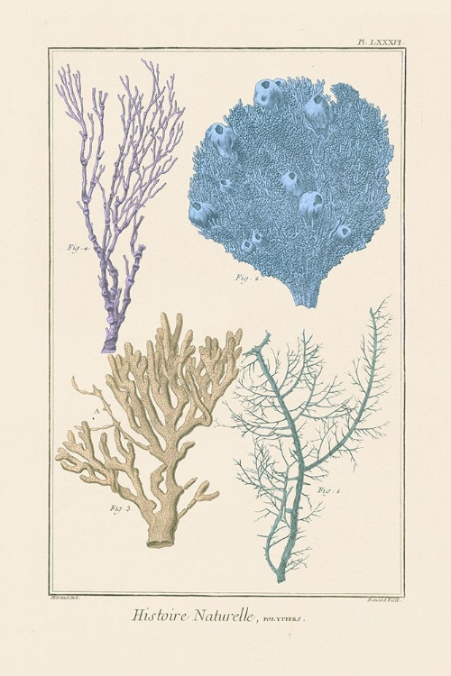 Picture of HISTOIRE NATURELLE CORAL II