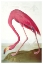 Picture of FLAMINGO