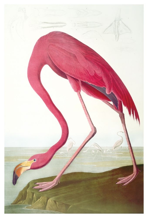 Picture of FLAMINGO