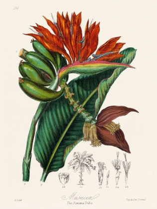 Picture of THE BANANA TRIBE
