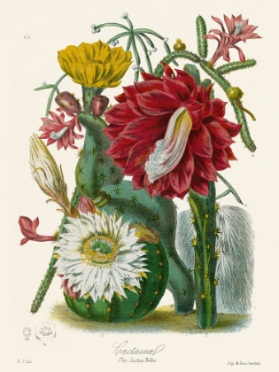 Picture of THE CACTUS TRIBE