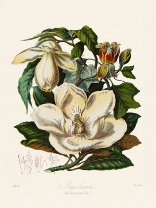 Picture of THE MAGNOLIA TRIBE