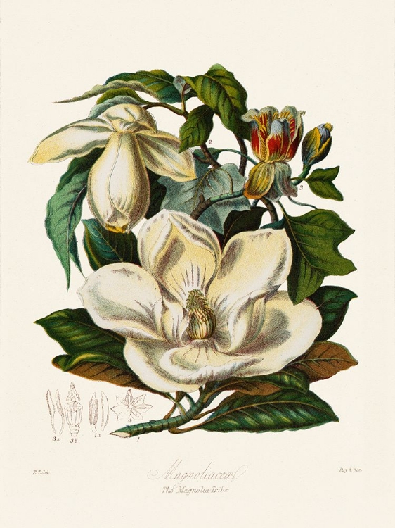 Picture of THE MAGNOLIA TRIBE
