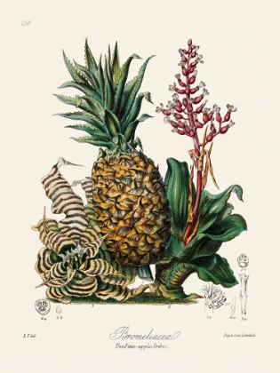 Picture of THE PINE-APPLE TRIBE