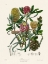 Picture of THE PROTEA TRIBE