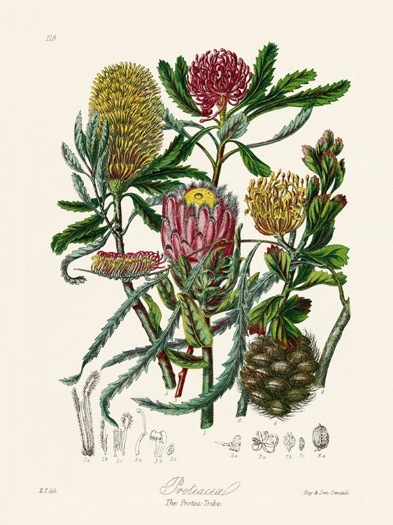 Picture of THE PROTEA TRIBE