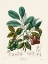 Picture of THE SOAP TREE TRIBE