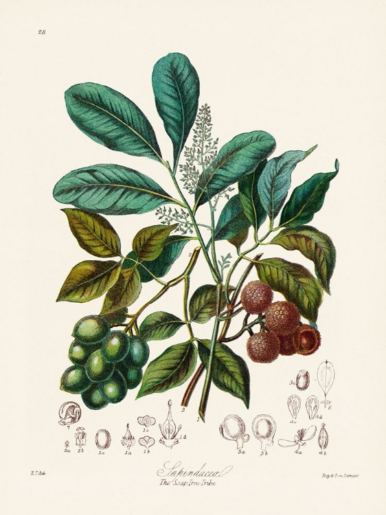 Picture of THE SOAP TREE TRIBE