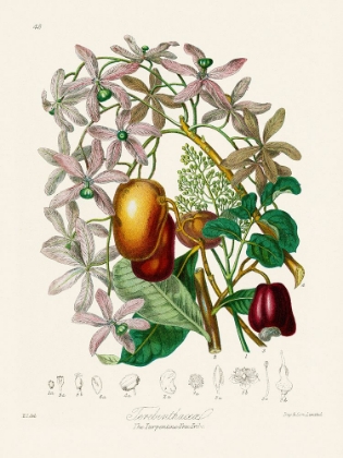 Picture of THE TURPENTINE TREE TRIBE