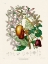 Picture of THE TURPENTINE TREE TRIBE