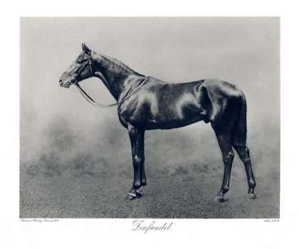Picture of ZINFANDEL