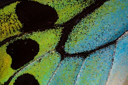 Picture of TROPICAL BUTTERFLY WING PATTER