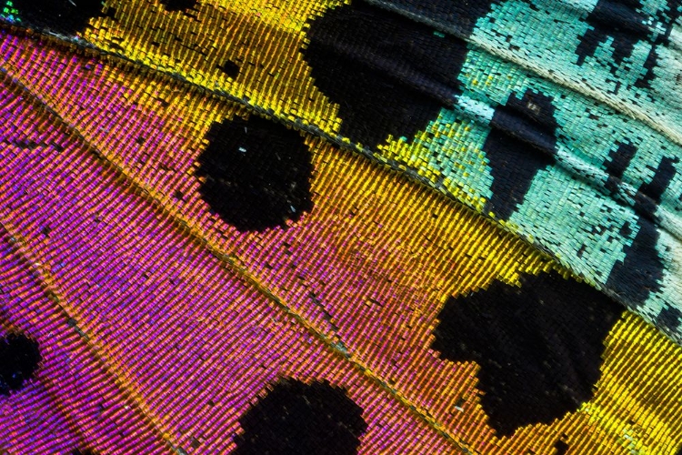 Picture of TROPICAL BUTTERFLY WING PATTER