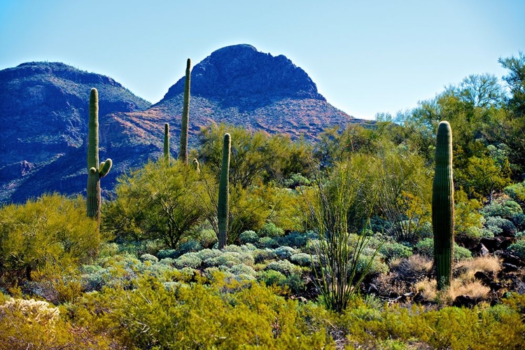 Picture of DESERT MOUNTAINS