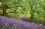 Picture of SPRING OAKS