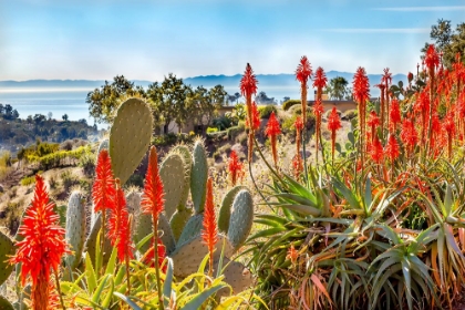 Picture of COASTAL FLORA