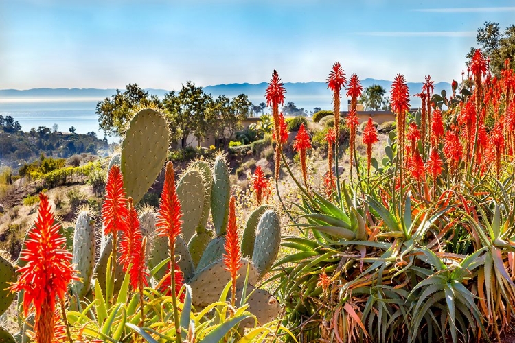 Picture of COASTAL FLORA