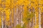 Picture of AUTUMN IN THE PASS