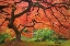 Picture of JAPANESE MAPLE IN FALL
