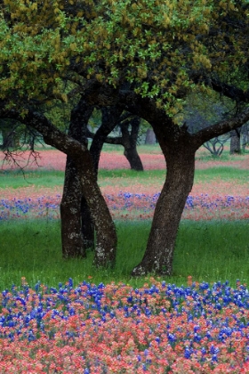 Picture of HILL COUNTRY WILDFLOWERS