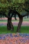 Picture of HILL COUNTRY WILDFLOWERS