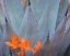 Picture of AUTUMN AGAVE